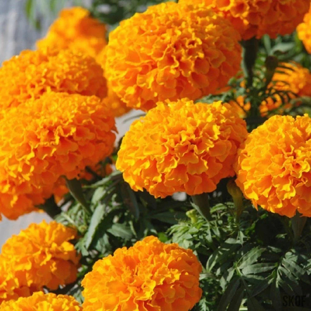 Orange Marigold Flower seeds for Planting Fragrant Blossoms Heirloom & GMO Free Seeds for Home Garden
Sale seeds for home garden planting