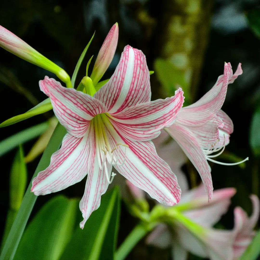 Pink Hippeastrum Rutilum Flower seeds for Planting - Sun Loving, Heirloom & GMO Free Seeds for Home Garden
Sale seeds for planting in home garden