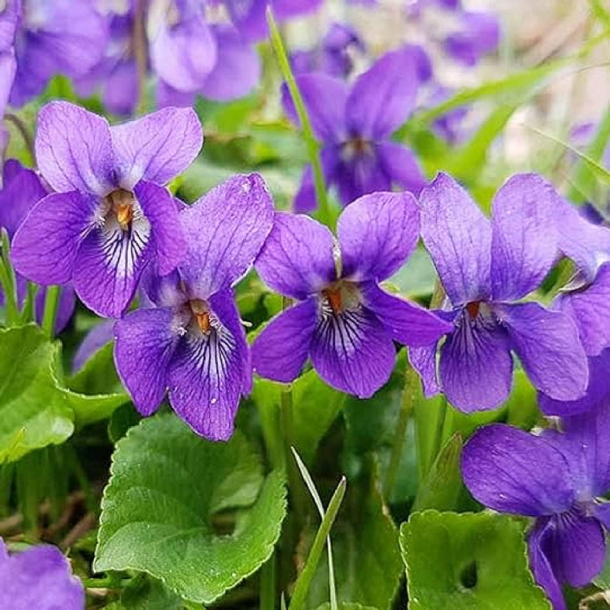 Purple Viola Charlotte Flower seeds for Planting Fragrant Blossoms Heirloom & GMO Free Seeds for Home Garden
Sale seeds for home garden planting
