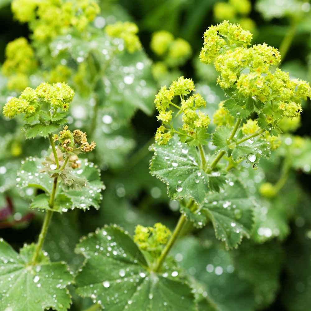 Green Alchemilla Mollis Flower seeds for Planting Garden Favorite Heirloom & GMO Free Seeds for Home Garden
Sale seeds for home garden planting