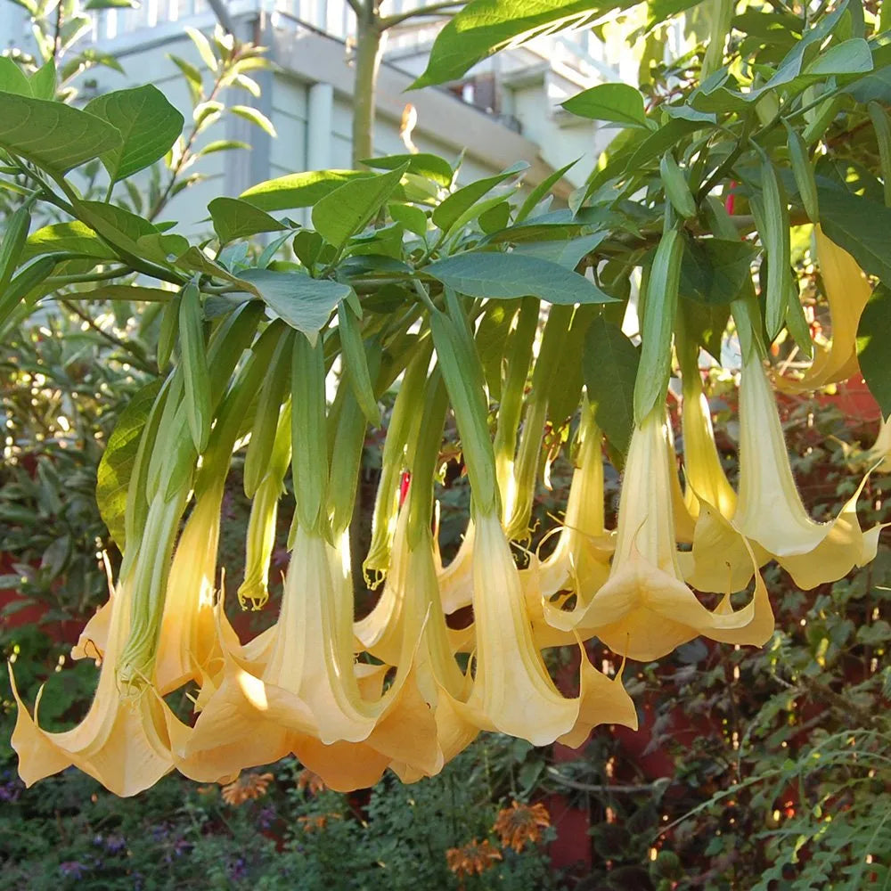 Yellow Dhatura Flower seeds for Planting Pollinator Friendly Heirloom & GMO Free Seeds for Home Garden
Sale seeds for home garden planting
