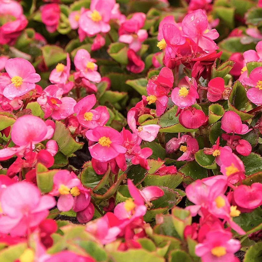 Begonia Semperflorens Flower seeds for Planting Garden Favorite Heirloom & GMO Free Seeds for Home Garden
Sale seeds for home garden planting