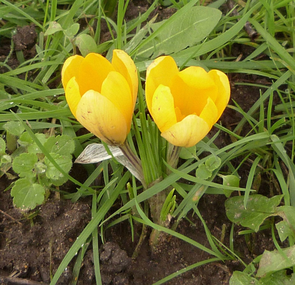 Yellow Crocus Flower seeds for Planting Perfect for Borders Heirloom & GMO Free Seeds for Home Garden
Sale seeds for home garden planting