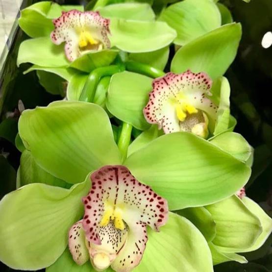 Green Cymbidium Orchid Flower seeds for Planting - Shade Tolerant, Heirloom & GMO Free Seeds for Home Garden
Sale for planting in home garden