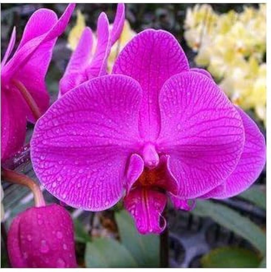 Thick Pink Orchid Flower seeds for Planting Fragrant Blossoms Heirloom & GMO Free Seeds for Home Garden
Sale seeds for home garden planting