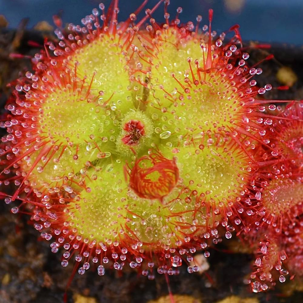 Sundew Flower seeds for Planting - Premium Quality, Heirloom & GMO Free Seeds for Home Garden
Sale seeds for planting in home garden