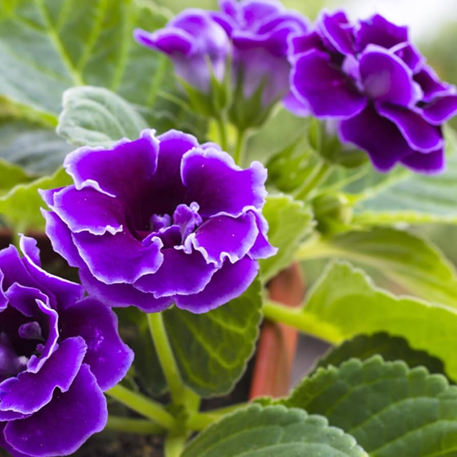 Sinningia Flower seeds for Planting Compact Growth Heirloom & GMO Free Seeds for Home Garden
Sale seeds for home garden planting