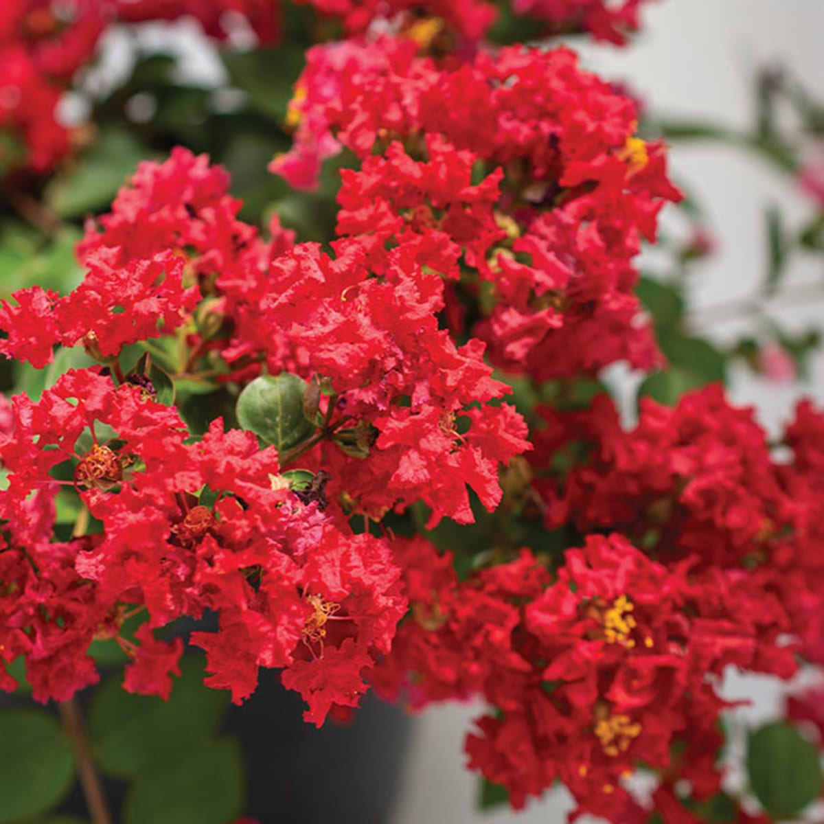 Lagerstroemia Flower seeds for Planting Shade Tolerant Heirloom & GMO Free Seeds for Home Garden
Sale for planting in home garden