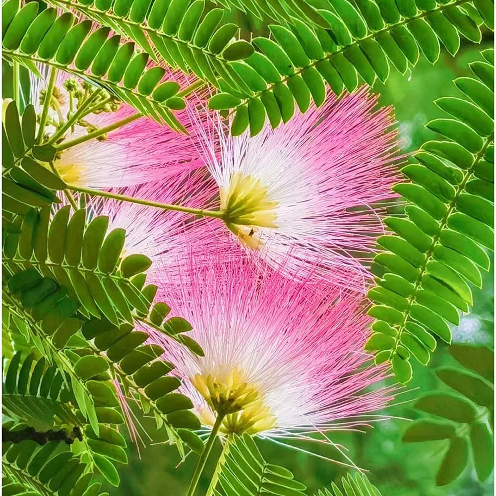 Albizia Flower seeds for Planting Colorful Display Heirloom & GMO Free Seeds for Home Garden
Sale seeds for home garden planting
