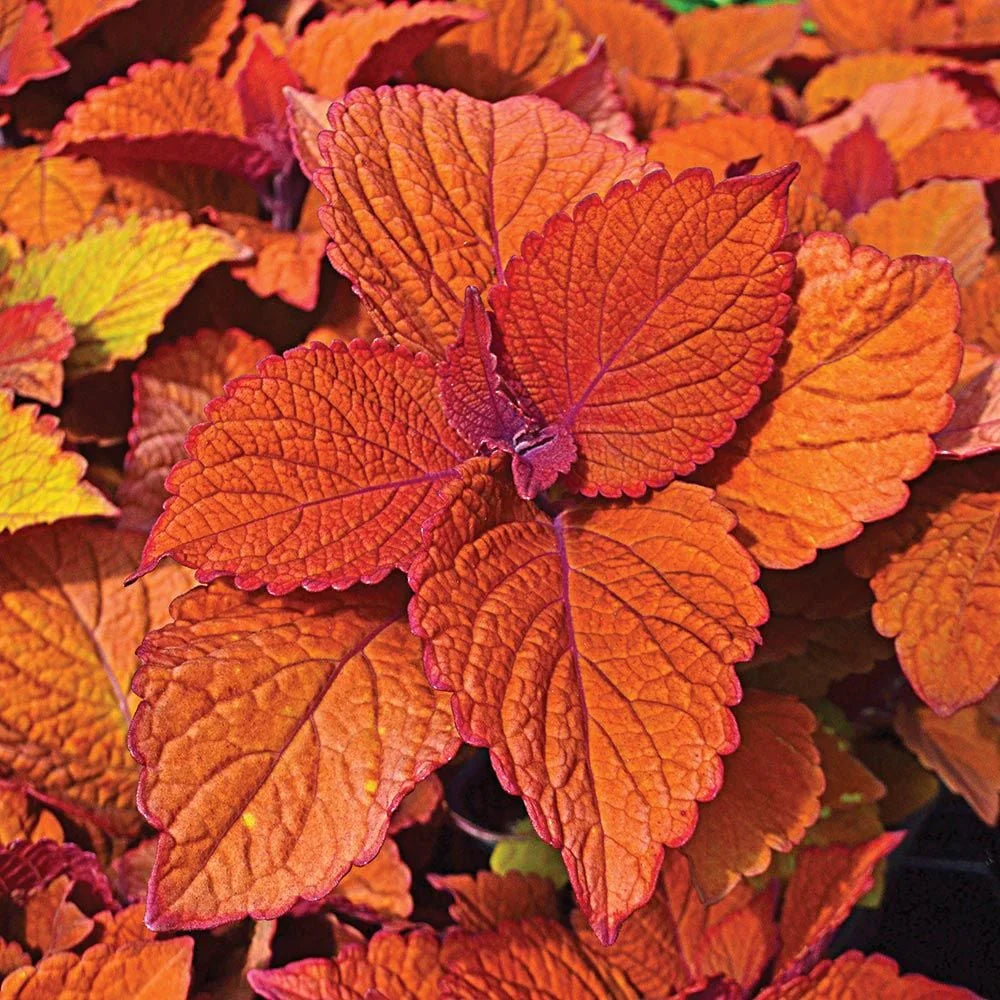Deep Orange Coleus Flower seeds for Planting Colorful Display Heirloom & GMO Free Seeds for Home Garden
Sale seeds for home garden planting