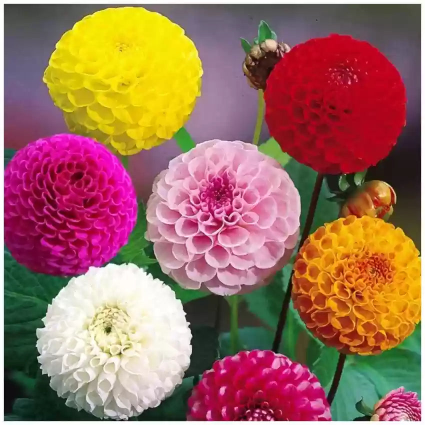 Dahlia Flower seeds for Planting Compact Growth Heirloom & GMO Free Seeds for Home Garden
Sale seeds for home garden planting