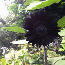 Black Sunflower Flower seeds for Planting Cottage Garden Essential Heirloom & GMO Free Seeds for Home Garden
Sale seeds for home garden planting