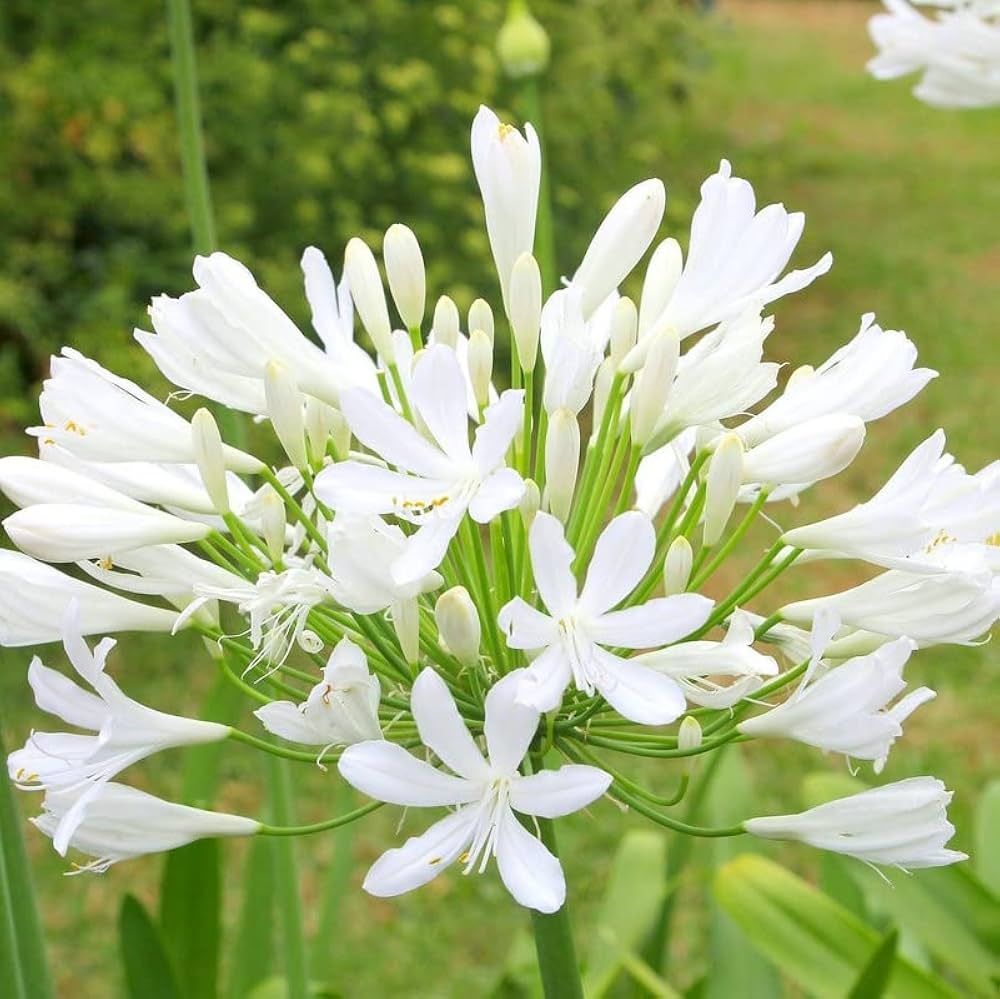 Agapanthus Africanus Flower seeds for Planting Compact Growth Heirloom & GMO Free Seeds for Home Garden
Sale for planting in home garden