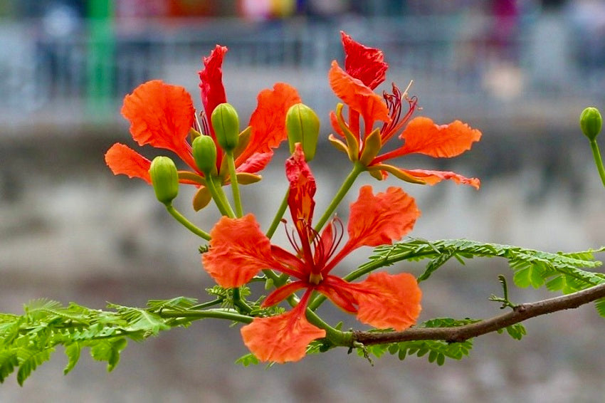 Phoenix Flower seeds for Planting Wildflower Mix Heirloom & GMO Free Seeds for Home Garden
Sale seeds for home garden planting