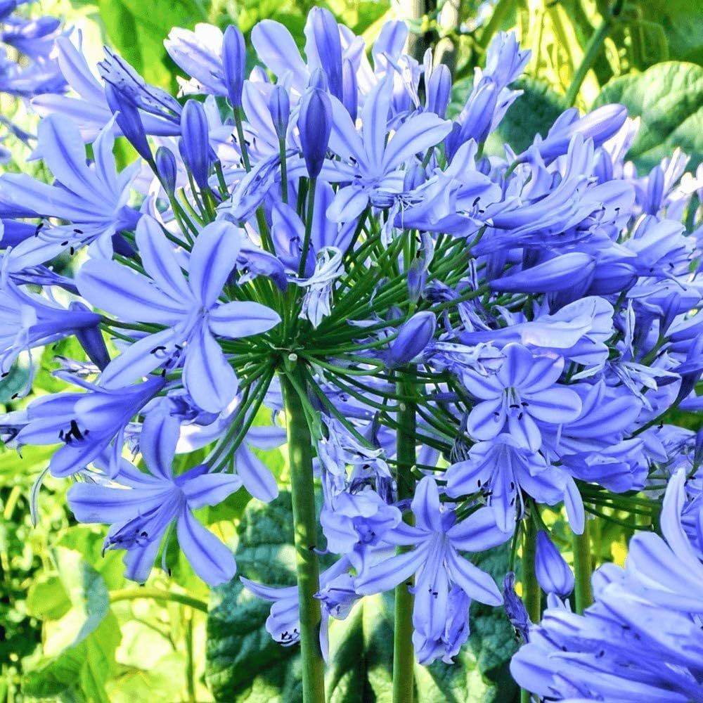 Blue Agapanthus Flower seeds for Planting Vibrant Colors Heirloom & GMO Free Seeds for Home Garden
Sale seeds for home garden planting