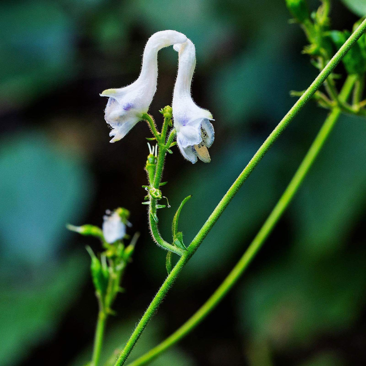 ꕤ多肉植物ꕤ エケベリア ꕤ white swan 2苗 農園直売 多肉植物 寄せ植え エケベリア属 ホワイトスワン（群