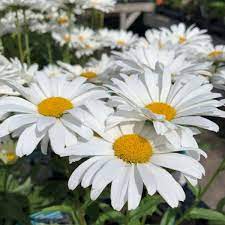 White Leucanthemum Flower seeds for Planting - Drought Tolerant, Heirloom & GMO Free Seeds for Home Garden
Sale seeds for planting in home garden