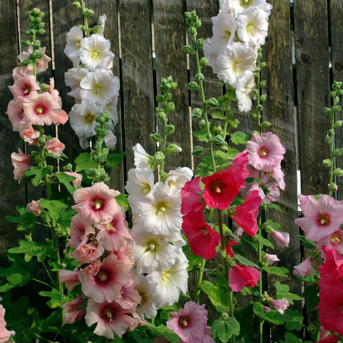 Hollyhock Flower seeds for Planting Pollinator Friendly Heirloom & GMO Free Seeds for Home Garden
Sale seeds for home garden planting