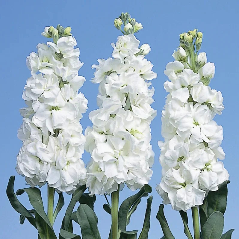 White Evening Stock Flower seeds for Planting