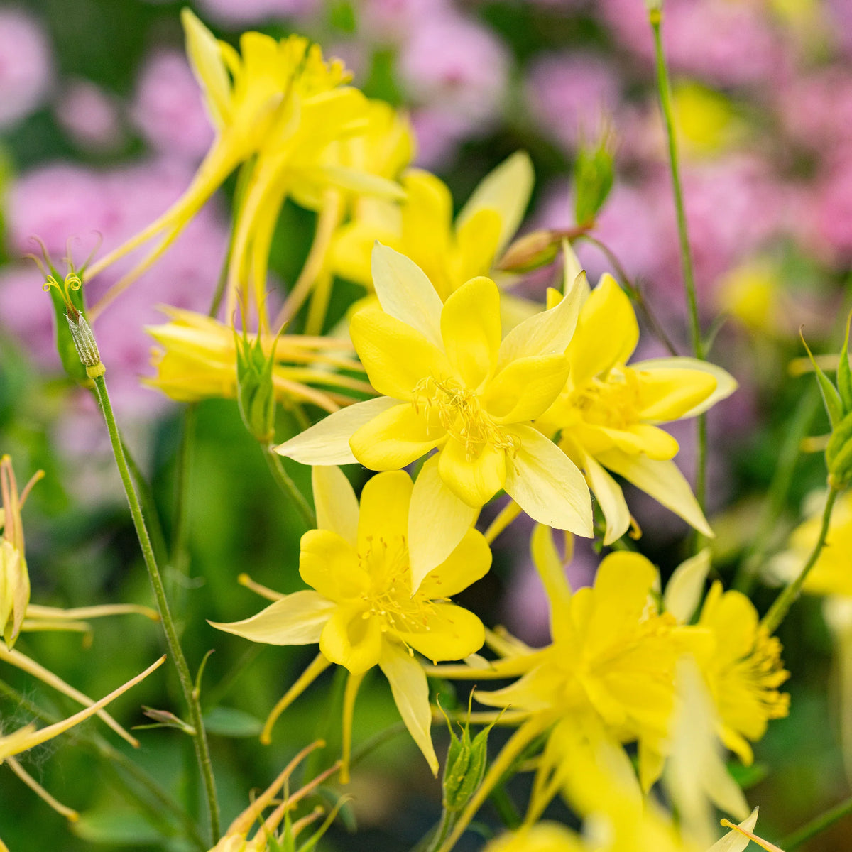 Aquilegia Chrysantha Flower seeds for Planting Sun Loving Heirloom & GMO Free Seeds for Home Garden
Sale seeds for home garden planting