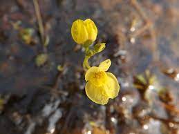 Yellow Utricularia Flower seeds for Planting - Easy to Grow, Heirloom & GMO Free Seeds for Home Garden
Sale seeds for planting in home garden