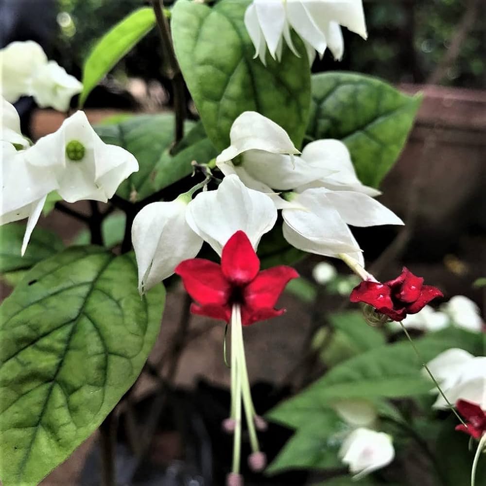 Clerodendrum Flower seeds for Planting Wildflower Mix Heirloom & GMO Free Seeds for Home Garden
Sale seeds for home garden planting