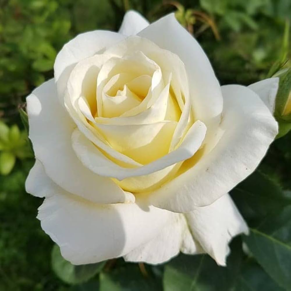 White Rose Flower seeds for Planting Bright Blooms Heirloom & GMO Free Seeds for Home Garden
Sale seeds for home garden planting
