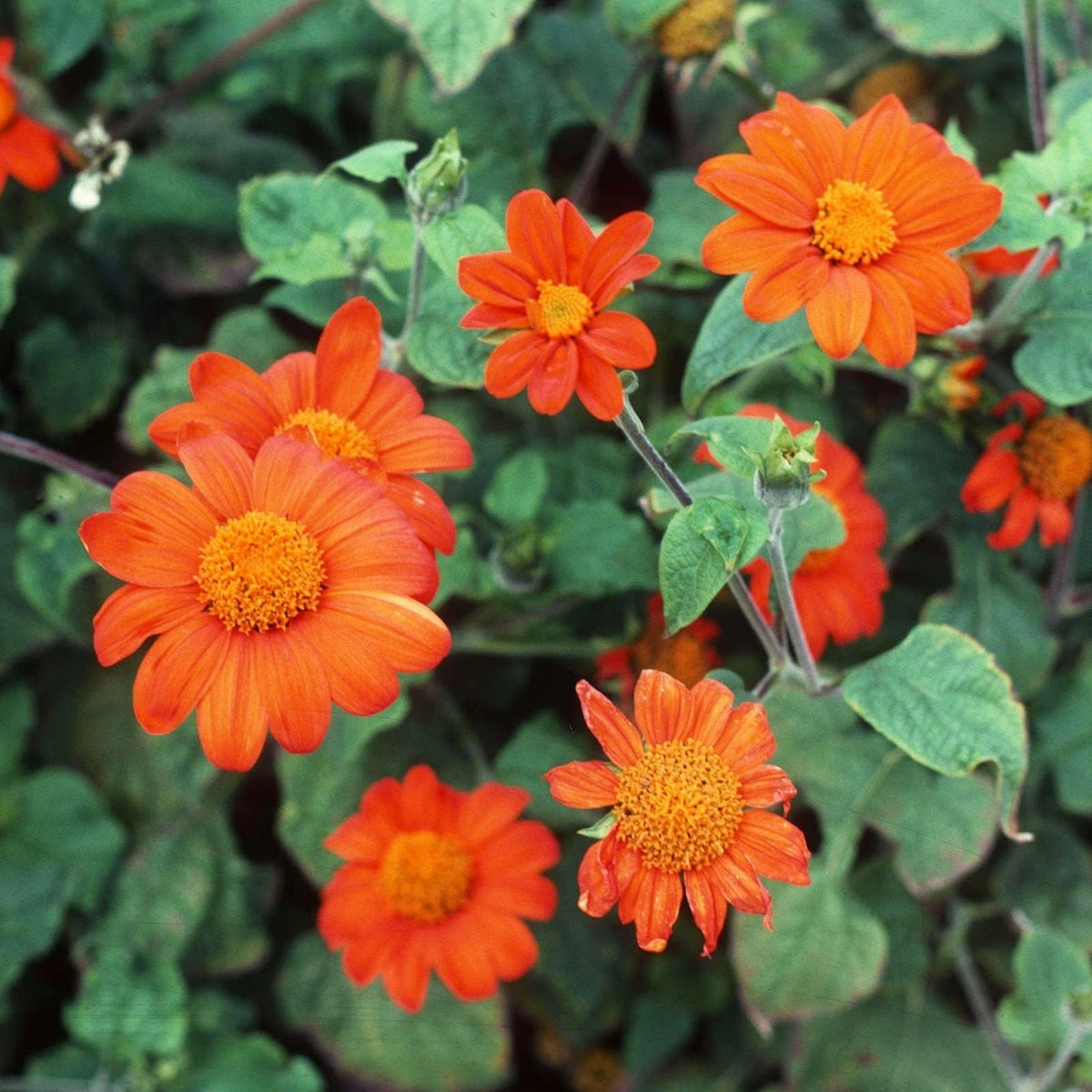Tithonia Flower seeds for Planting Cottage Garden Essential Heirloom & GMO Free Seeds for Home Garden
Sale seeds for home garden planting