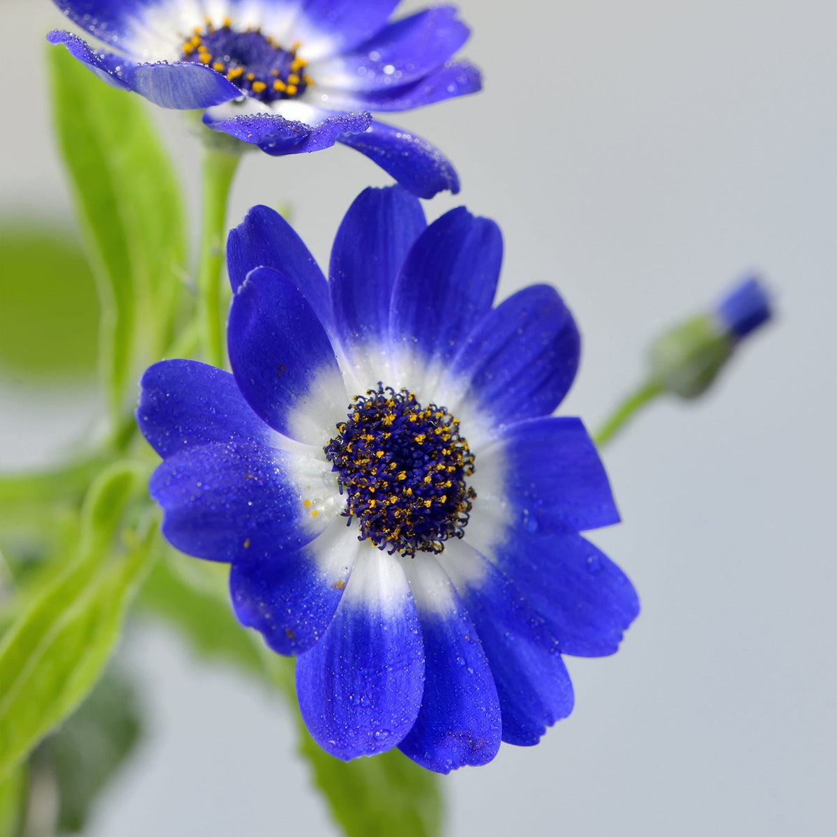 cineraria flower seeds Blue Cineraria Flower seeds for Planting Pollinator Fri