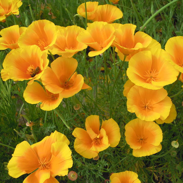 Yellow Eschscholzia Flower seeds for Planting - Colorful Display, Heirloom & GMO Free Seeds for Home Garden
Sale seeds for planting in home garden