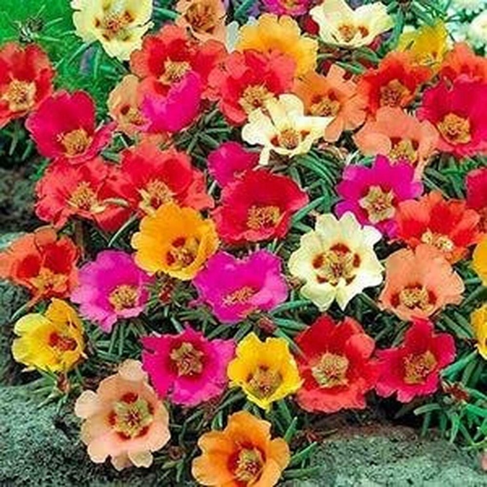 Mixed Portulaca Flower seeds for Planting - Colorful Display, Heirloom & GMO Free Seeds for Home Garden
Sale seeds for planting in home garden