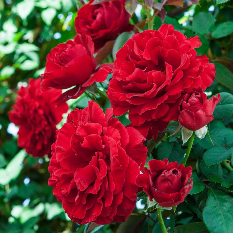 Red Climbing Rose Flower seeds for Planting Shade Tolerant Heirloom & GMO Free Seeds for Home Garden
Sale seeds for home garden planting