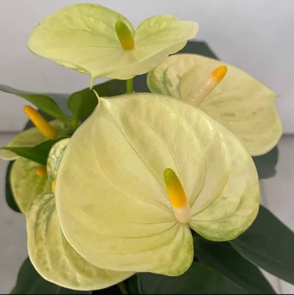 anthurium seeds online Light Yellow Anthurium Flower seeds for Planting