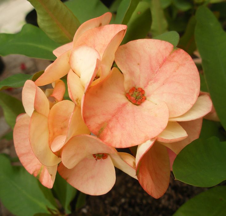 Pale Pink Euphorbia Milii Flower seeds for Planting Fragrant Blossoms Heirloom & GMO Free Seeds for Home Garden
Sale seeds for home garden planting