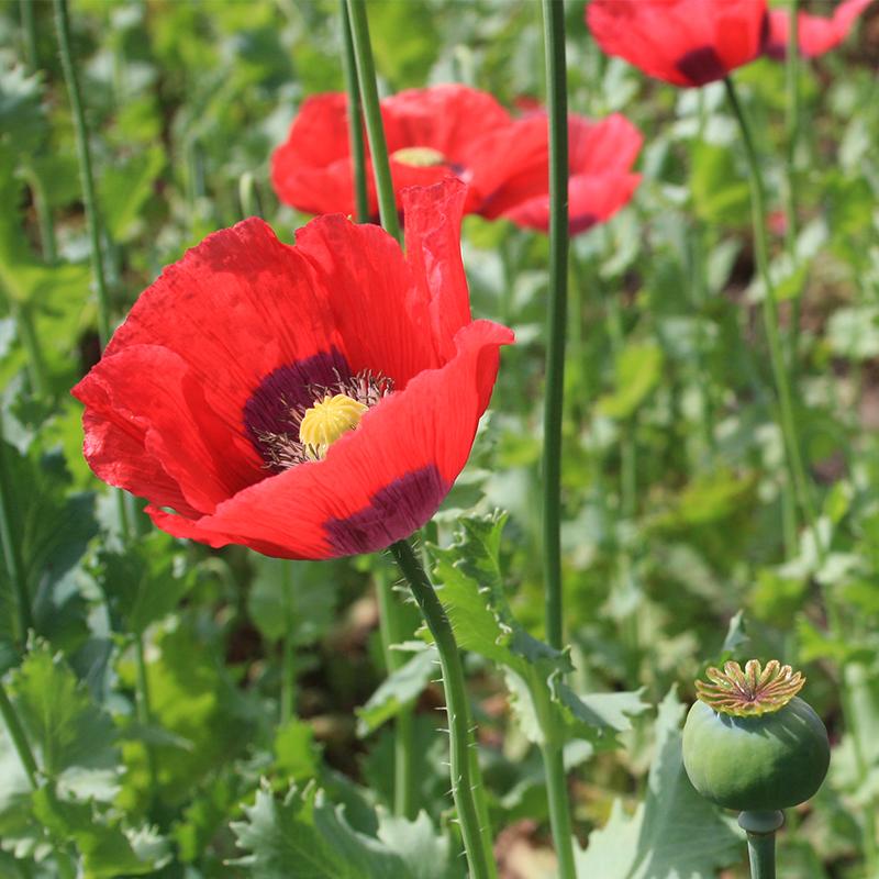 Mixed Somniferum Flower seeds for Planting Cut Flower Favorite Heirloom & GMO Free Seeds for Home Garden
Sale seeds for home garden planting