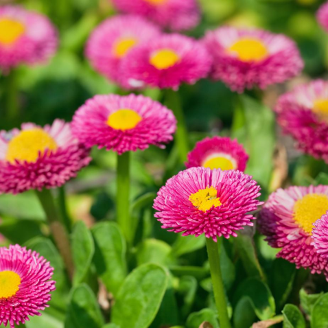 Pink Bellis Flower seeds for Planting Premium Quality Heirloom & GMO Free Seeds for Home Garden
Sale seeds for home garden planting