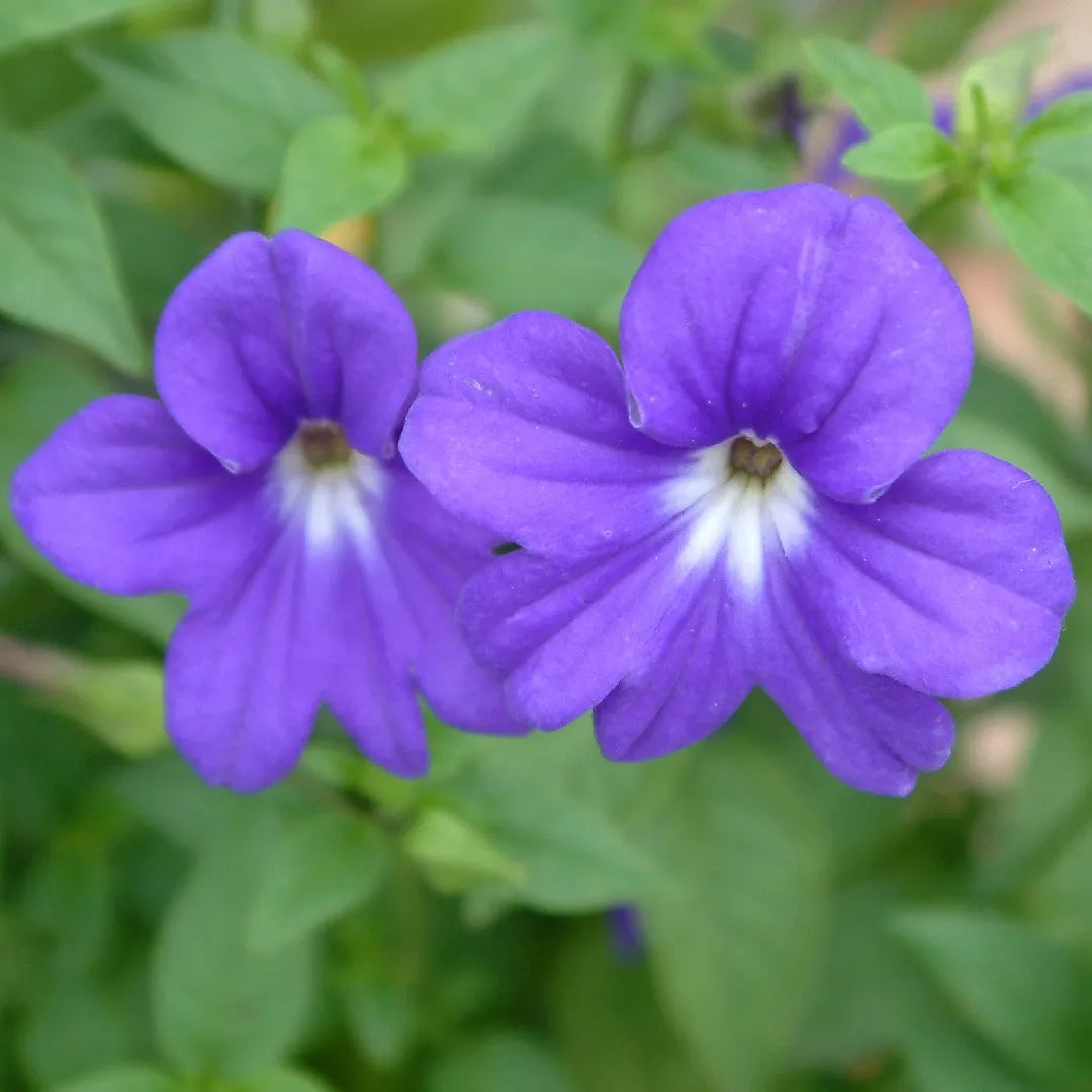 Violet Browallia Flower seeds for Planting - Seasonal Bloomer, Heirloom & GMO Free Seeds for Home Garden
Sale for planting in home garden