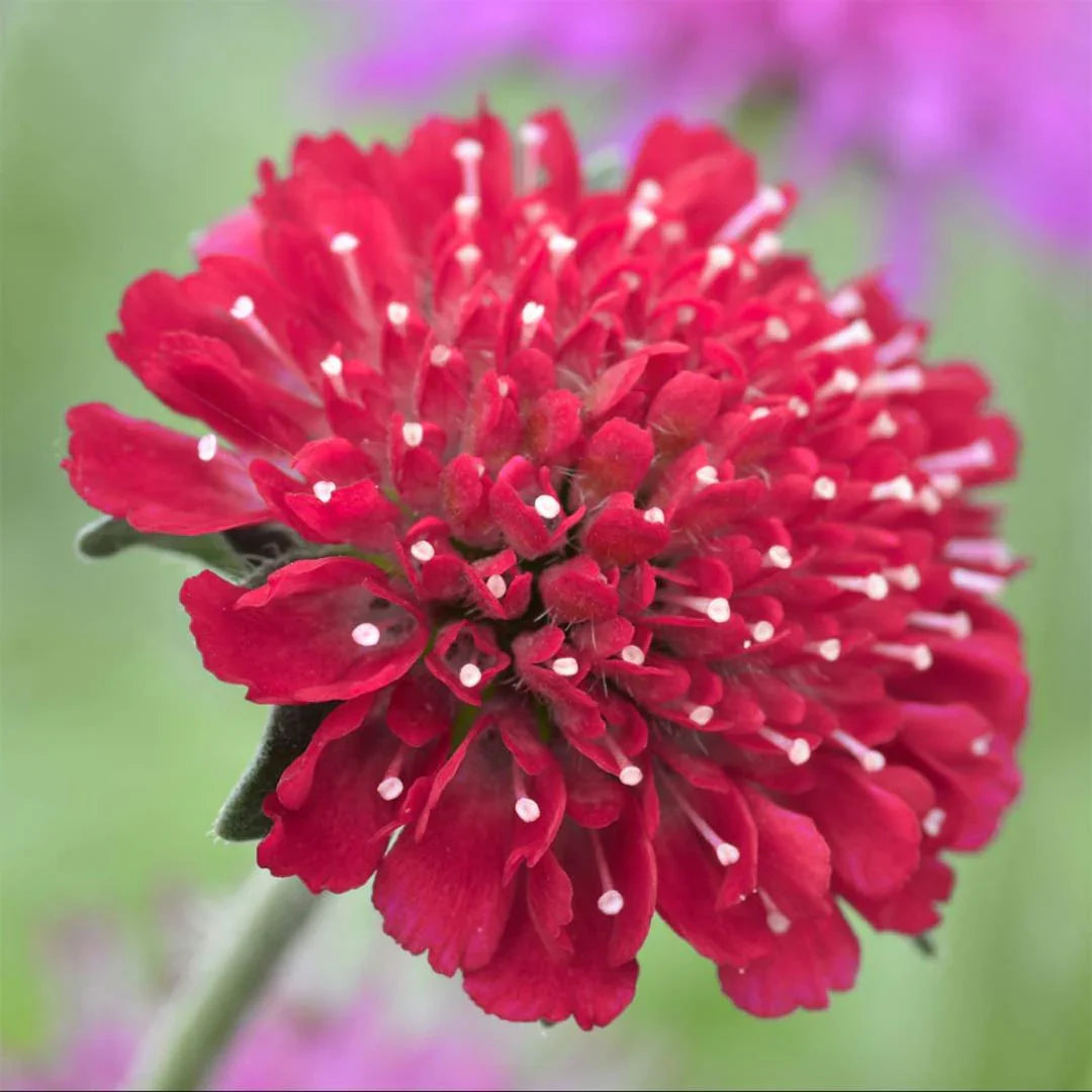 Red Macedonica Flower seeds for Planting - Perfect for Borders, Heirloom & GMO Free Seeds for Home Garden
Sale for planting in home garden