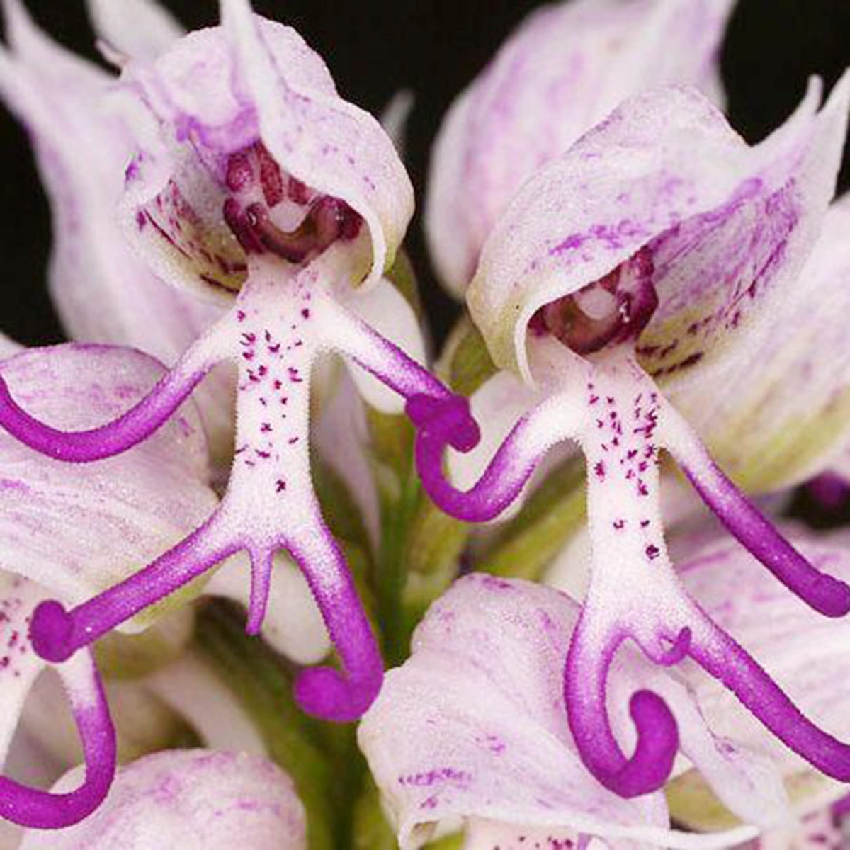 Monkey Face Purple Flower seeds for Planting Cottage Garden Essential Heirloom & GMO Free Seeds for Home Garden
Sale seeds for home garden planting