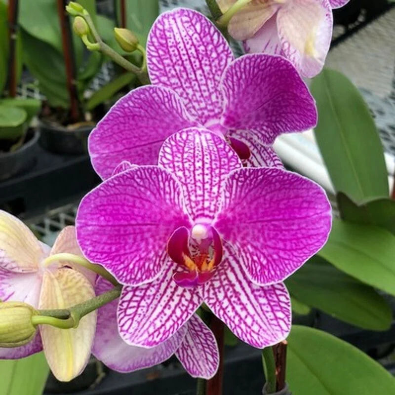 White Violet Phalaenopsis Orchid Flower seeds for Planting Low Maintenance Heirloom & GMO Free Seeds for Home Garden
Sale seeds for home garden planting