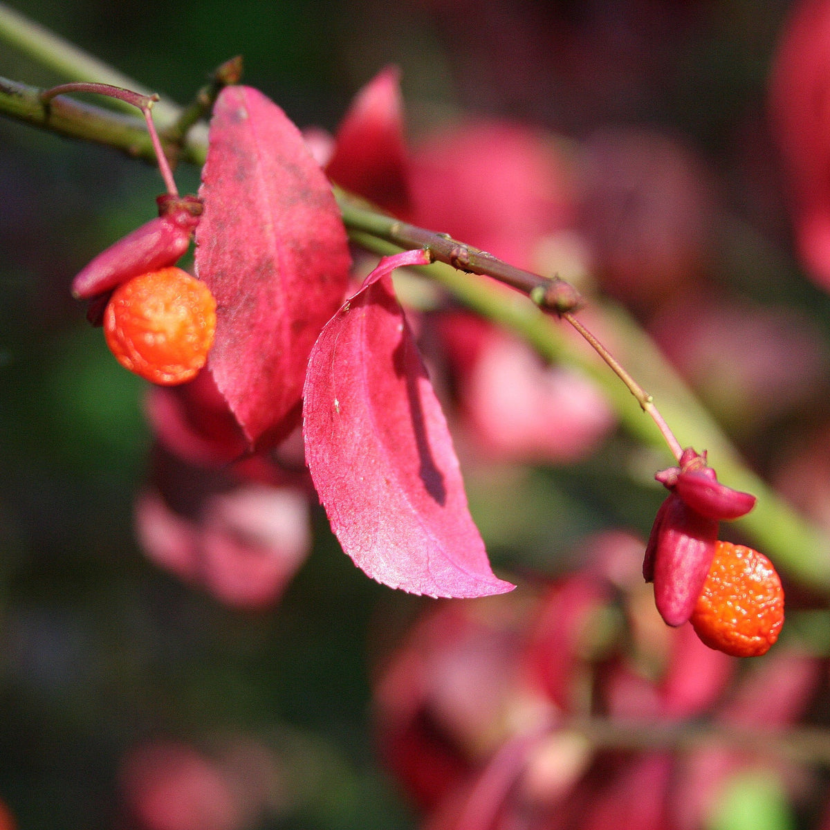 Red Burning Bush Flower seeds for Planting - Fragrant Blossoms, Heirloom & GMO Free Seeds for Home Garden
Sale for planting in home garden