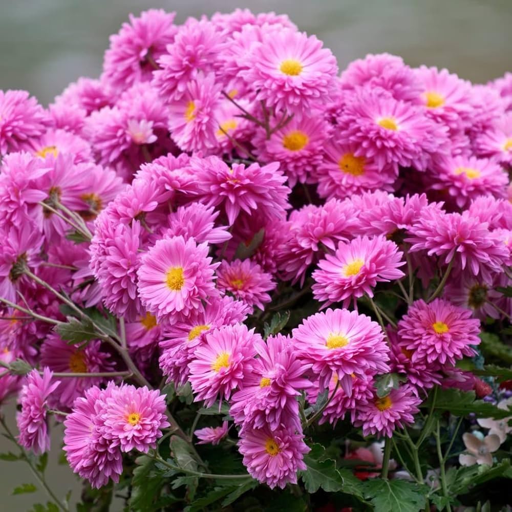 Yellow Pink Chrysanthemum Flower seeds for Planting Cut Flower Favorite Heirloom & GMO Free Seeds for Home Garden
Sale seeds for home garden planting