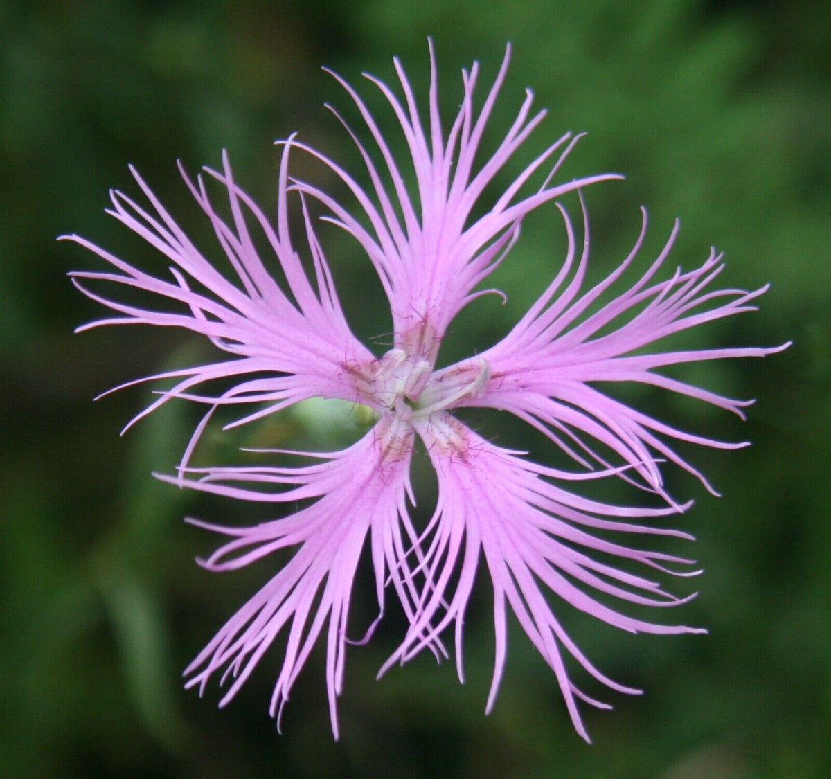 Dianthus Superbus Flower seeds for Planting Wildflower Mix Heirloom & GMO Free Seeds for Home Garden
Sale seeds for home garden planting