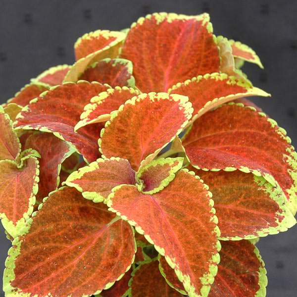 Coleus Orange & Green Flower seeds for Planting Compact Growth Heirloom & GMO Free Seeds for Home Garden
Sale seeds for home garden planting
