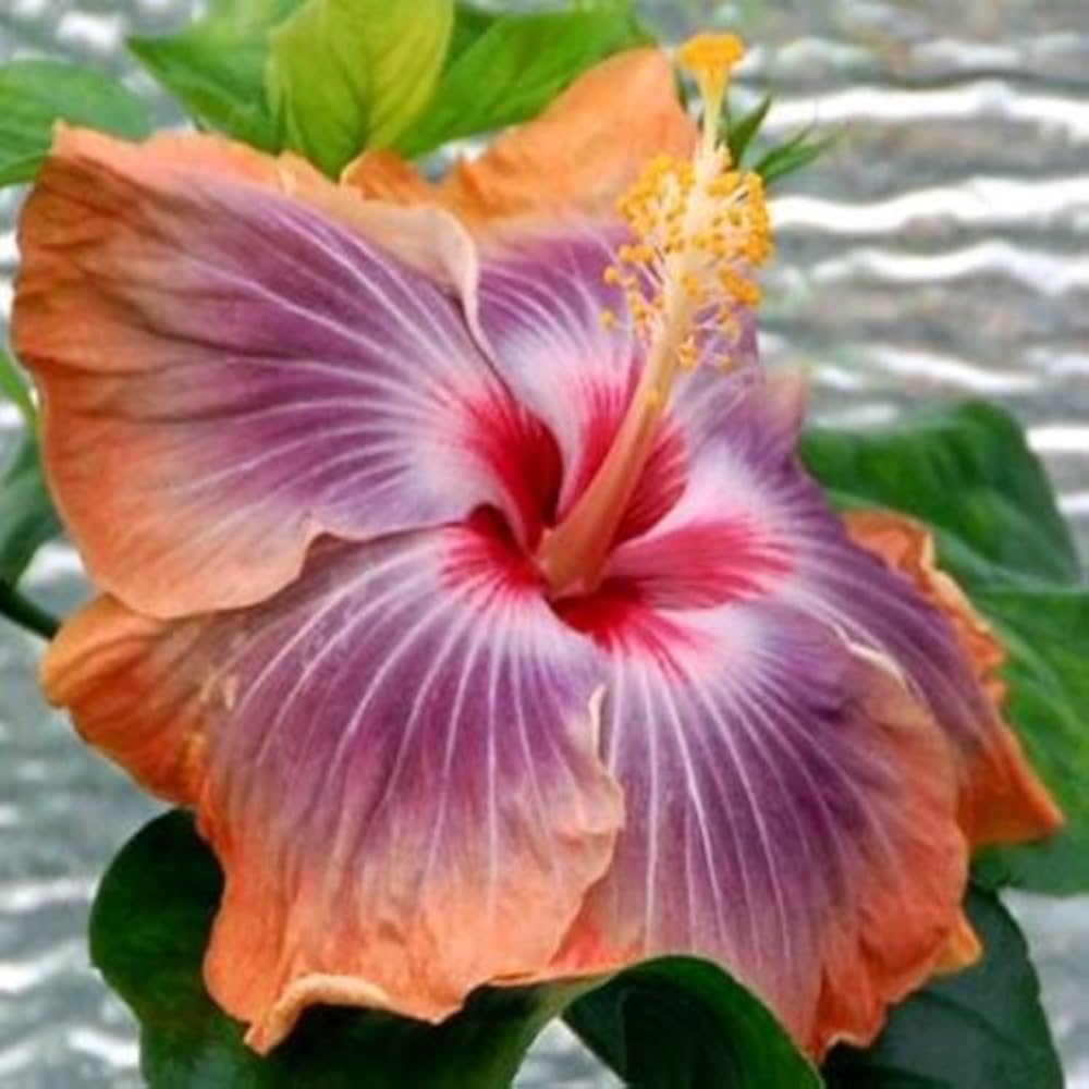 hibiscus flower seeds for sale Purple Orange Hibiscus Flower seeds for Planting