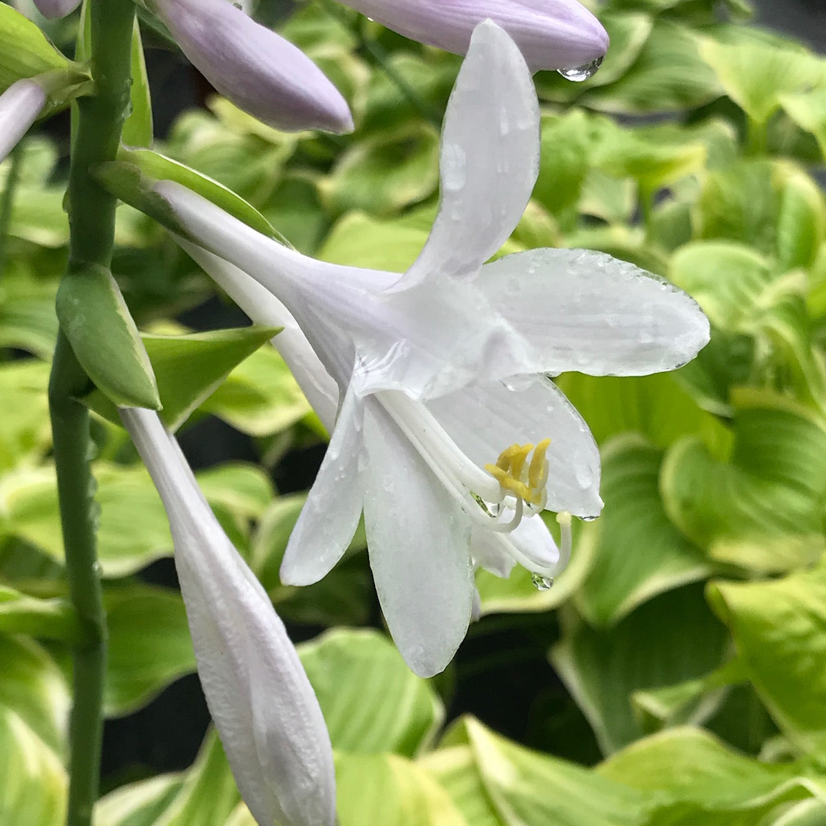 Hosta Flower seeds for Planting Vibrant Colors Heirloom & GMO Free Seeds for Home Garden
Sale for planting in home garden