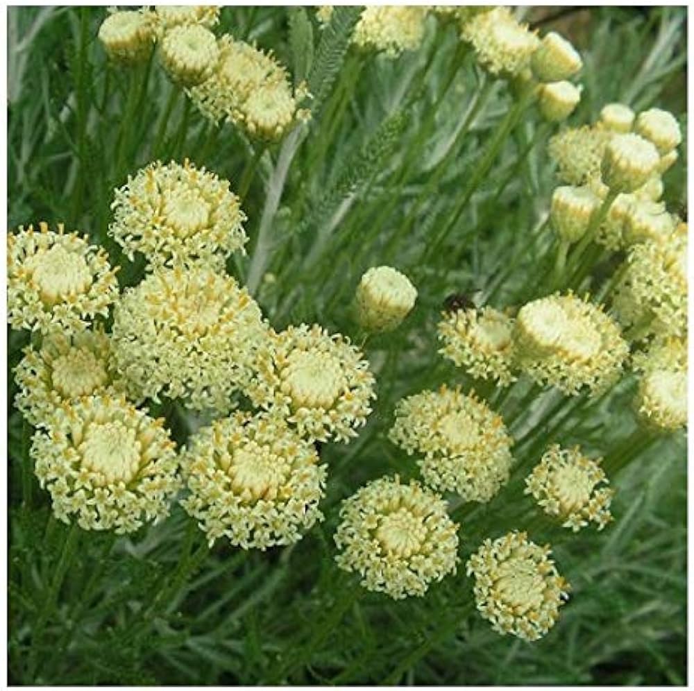 Santolina Etrusca Flower seeds for Planting Long Bloom Season Heirloom & GMO Free Seeds for Home Garden
Sale seeds for home garden planting