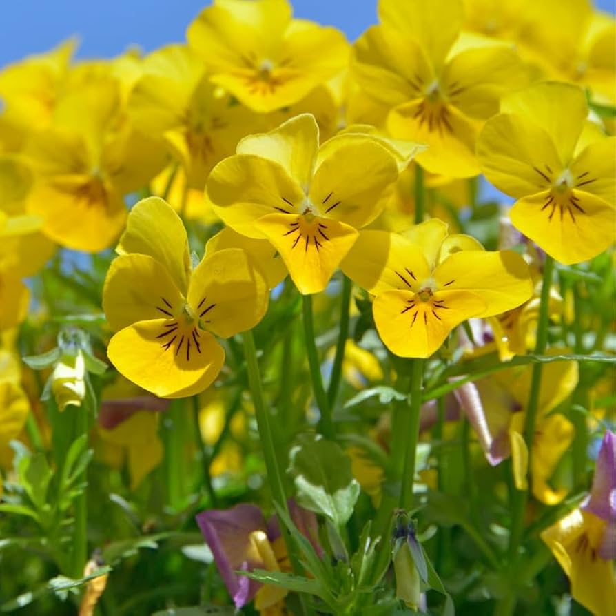 Velour Flower seeds for Planting Garden Favorite Heirloom & GMO Free Seeds for Home Garden
Sale seeds for home garden planting