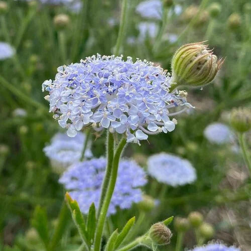 Blue Lace Flower seeds for Planting - Colorful Display, Heirloom & GMO Free Seeds for Home Garden
Sale for planting in home garden