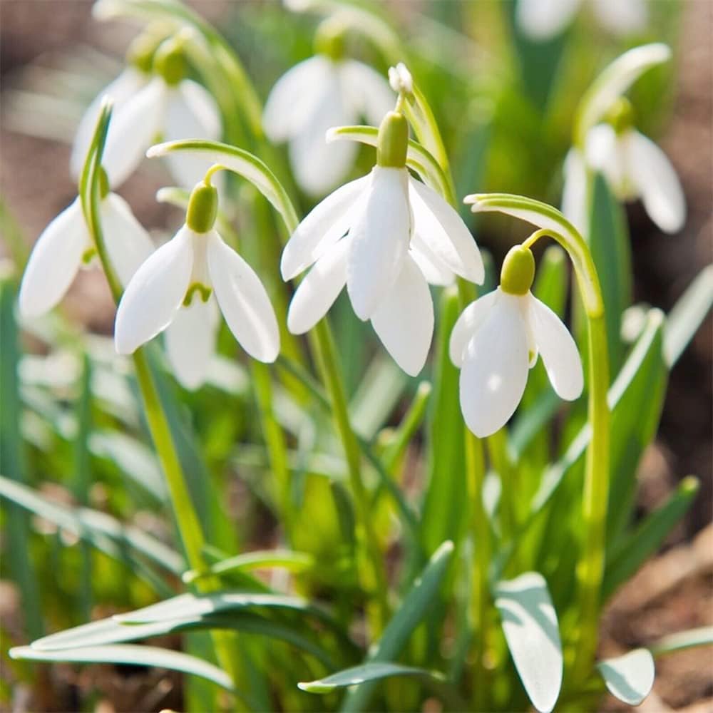 White Galanthus Flower seeds for Planting Garden Favorite Heirloom & GMO Free Seeds for Home Garden
Sale seeds for home garden planting